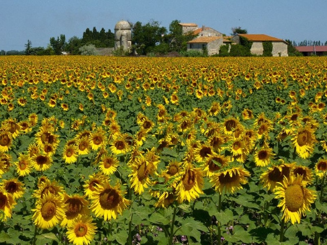 Arles sunflowers